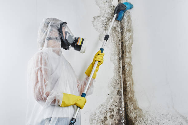 Professional Mold Inspection, Removal & Remediation in Valley Stream, NY